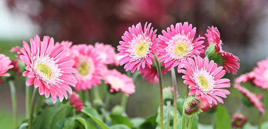 Gerbera Daisy Plant  Pink & White (Dual Tone Premium Variety)