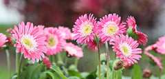 Gerbera Daisy Plant  Pink & White (Dual Tone Premium Variety)