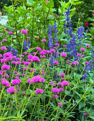 Gomphrena Tall Mix Seeds – Vibrant Tall Garden Flowers
