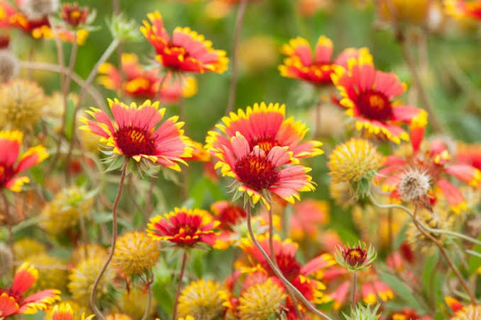 Gaillardia Pulchella Seeds – Vibrant Ornamental Blanket Flowers