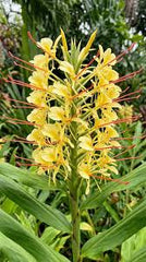 Variegated Ginger Lily (Alpinia)  Stunning Foliage & Tropical Charm