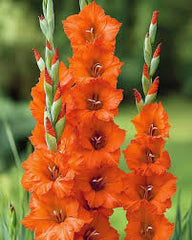 Gladiolus Orange Bulb Fiery Spikes of Vibrant Blooms