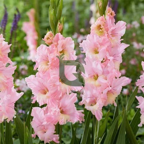 Gladiolus Pink Bulb  Graceful Spikes of Soft Pink Blooms