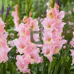 Gladiolus Pink Bulb  Graceful Spikes of Soft Pink Blooms