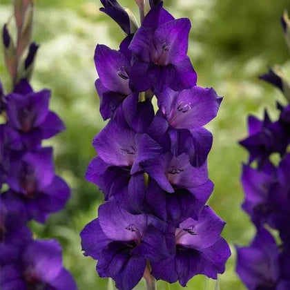 Gladiolus Purple Bulb  Royal Spikes of Elegant Blooms