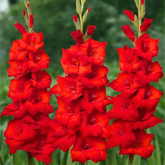 Gladiolus Red Bulb Striking Tall Spikes of Fiery Blooms