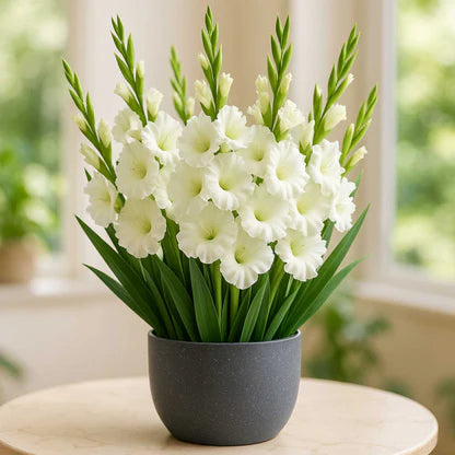 Gladiolus White Bulb Elegant Spikes of Pure White Blooms