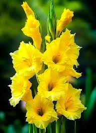 Gladiolus Yellow Bulb  Bright & Cheerful Spikes of Golden Blooms