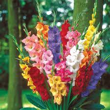 Gladiolus Bulbs-Set of 5 Bulbs