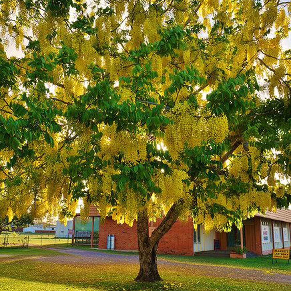 Golden Shower Plant in Pakistan  Cassia Fistula Tree with Bright Yellow Blooms