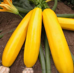 Golden Squash Seeds (Hybrid) – Bright Yellow Summer Squash for Kitchen Gardens