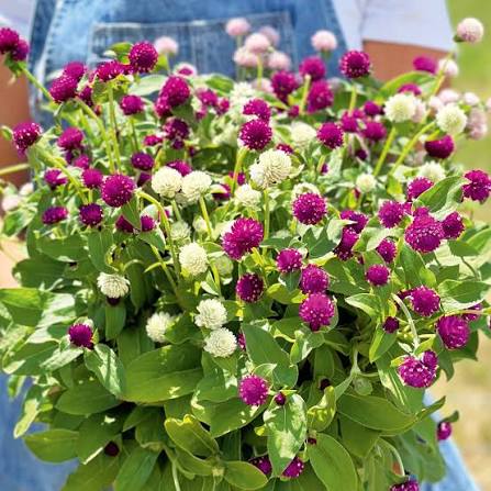 Gomphrena Dwarf Seeds – Compact Colorful Garden Flowers