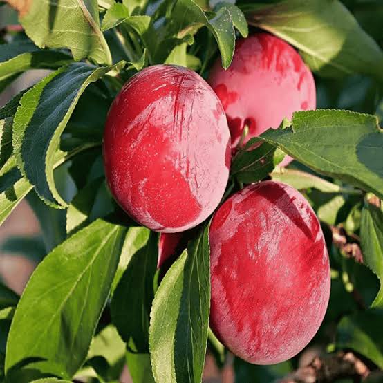 Grafted Aloo Bukhara Fazal-e-Manani Plant  2 Years Old, Premium Plum Variety