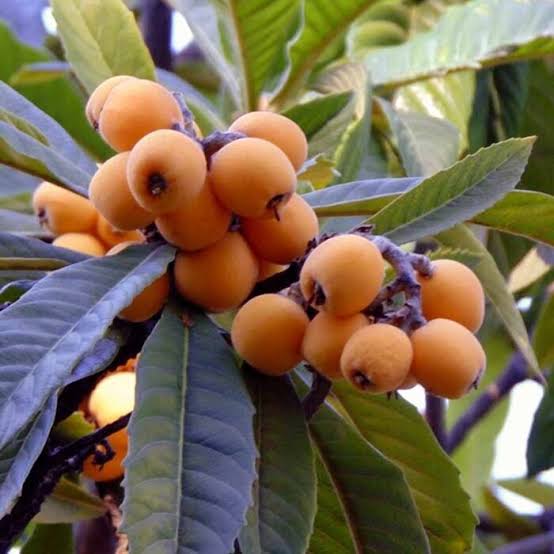 Grafted Loquat/Lokat  Fruit Plant (1 Year Old)