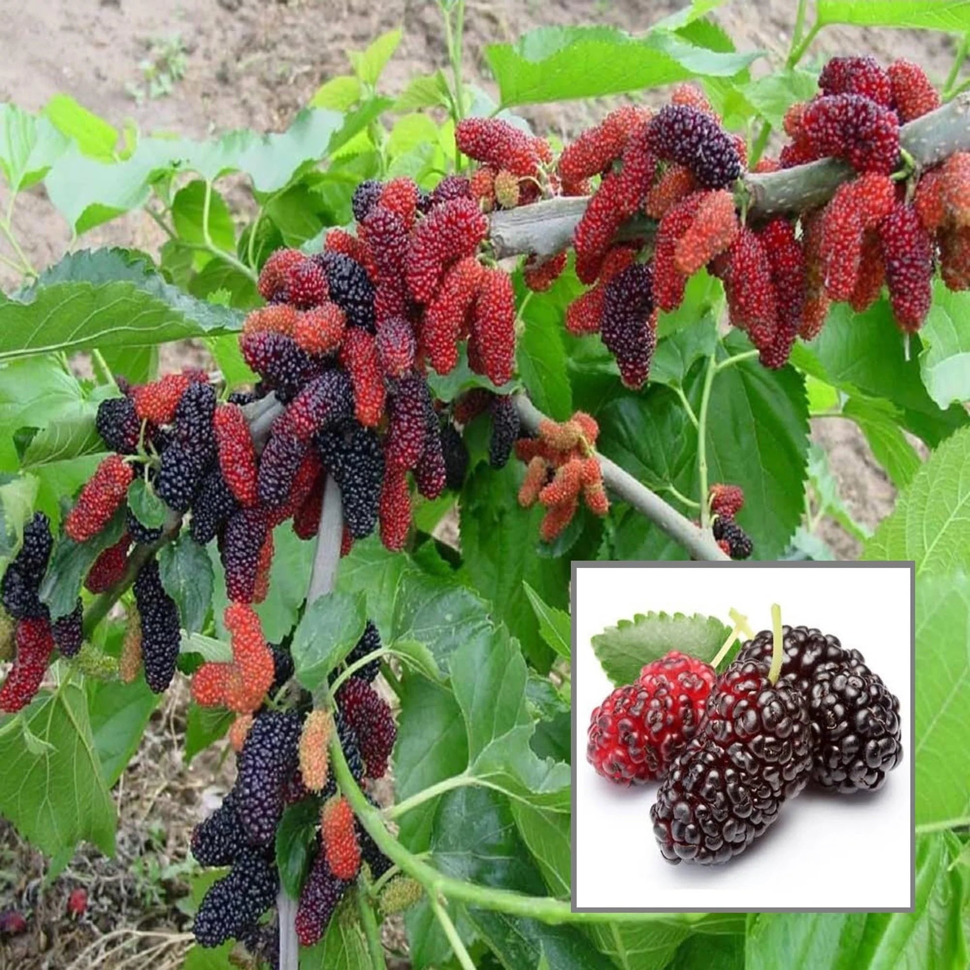 Grafted Shahtoot (Mulberry) Plant  2 Years Old, High-Yield Variety