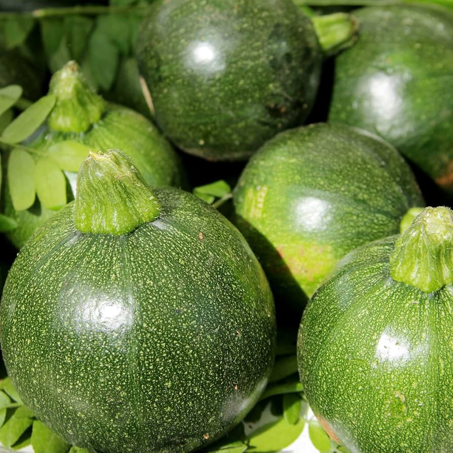 Green Ball Squash Seeds (Hybrid) – Round Summer Squash for Kitchen Gardens