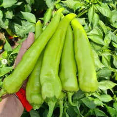 Green Banana Pepper Seeds (Hybrid) – Mild Chili for Kitchen Gardens