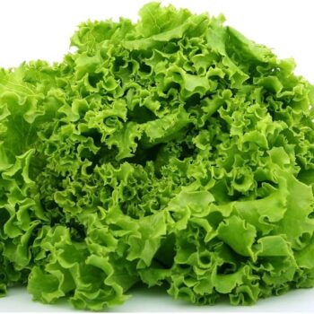 Green Chicory Hybrid Seeds in Pakistan  Leafy Salad Vegetable for Kitchen Gardens