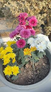 Gul-e-Daodi (10 Cuttings)  Grow Your Own Winter Blooms