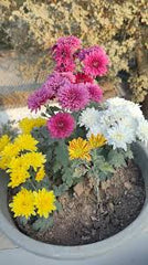 Gul-e-Daodi Flower Cuttings 6 shades  Easy-to-Grow Chrysanthemum Stems for Winter