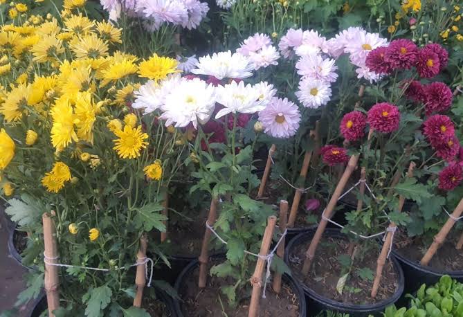 Gul-e-Daodi Plant (Mix Color)  Winter Blooming Chrysanthemum Plant