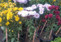Gul-e-Daodi Plant (Mix Color)  Winter Blooming Chrysanthemum Plant