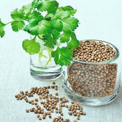 Buy Hybrid Hara Dhania Seeds Online in Pakistan | High Yield Coriander Herb