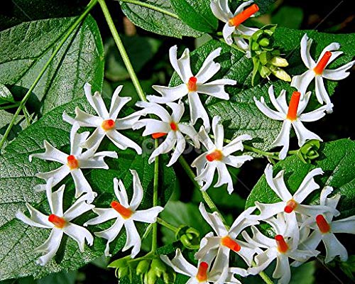 Har Singhar Plant in Pakistan  Parijat Night Jasmine Tree with Sacred Fragrant Flowers