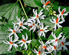 Har Singhar Plant in Pakistan  Parijat Night Jasmine Tree with Sacred Fragrant Flowers