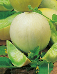Honey Dew Melon Seeds (Hybrid) – Sweet Summer Melon