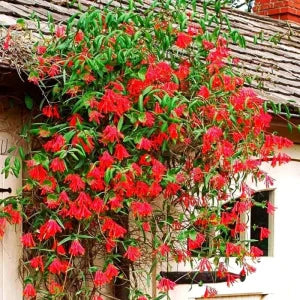 Honeysuckle Plant in Pakistan  Fragrant Flowering Vine for Shade & Decor