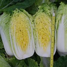 Hybrid China Cabbage Seeds  Crisp, Fast-Growing & Nutritious