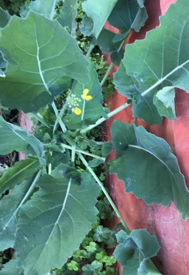 Hybrid Gobi Sarson ( ) Seeds