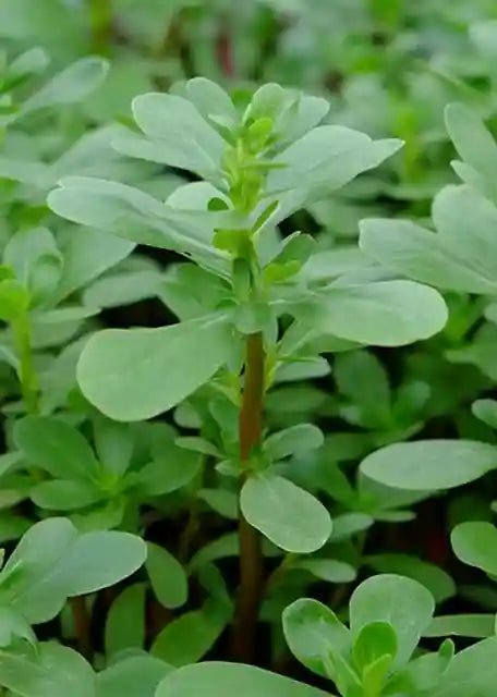 Hybrid Qulfa (Purslane) Seeds