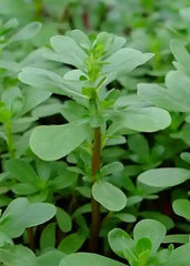 Hybrid Qulfa (Purslane) Seeds
