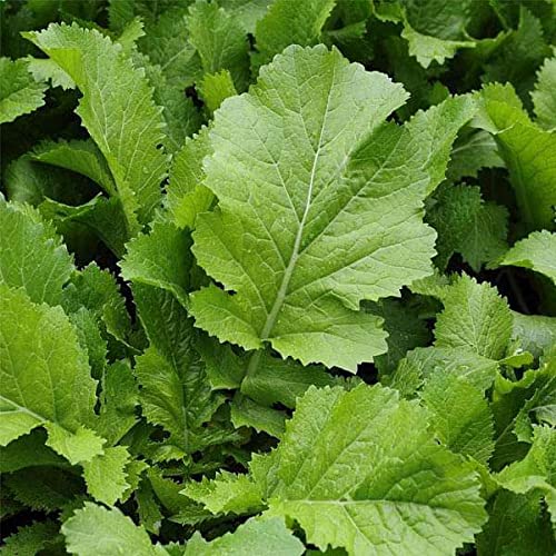 Hybrid Desi Sarson Saag Seeds