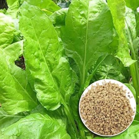 Hybrid Palak (Spinach) Seeds  Fast Growth & High Nutrition