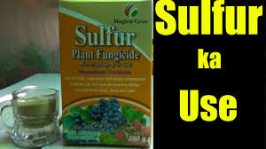 Sulphur Fertilizer for Plants (1 kg) | Improve Soil Health & Boost Yield
