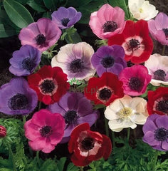 Anemone Flower Bulb (1 pc) | Vibrant Spring Blooms from Winter Planting