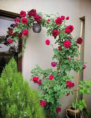 Imported Rose Vine in Pakistan  Climbing Fragrant Rose for Trellises & Fences