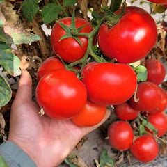 Indeterminate Tomato Seeds (Hybrid) – Vining Tomato Variety for Continuous Harvest