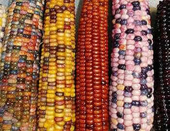 Mais Ornamentale Mix Seeds – Colorful Ornamental Corn for Decorative Gardens