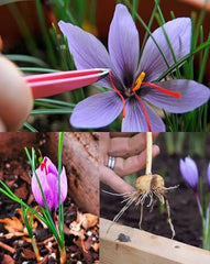 Irani Saffron Bulb  Authentic Spice Crocus for Home Growing