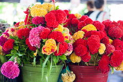 Celosia Cristata Flower Seeds  Mix Color | Cockscomb Seeds for Summer Gardening