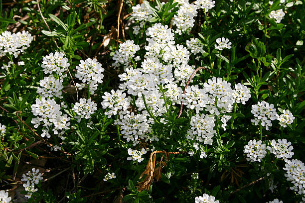 Alyssum White Flower Seeds | Fragrant Winter Bloom for Borders & Pots