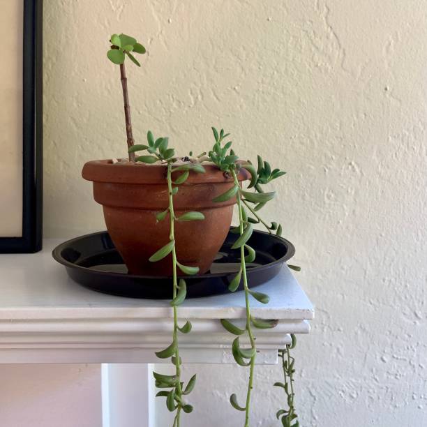 String of Bananas Plant  Fast-Growing Hanging Succulent