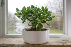 Jade Plant  Symbol of Prosperity and Good Luck