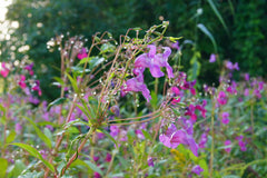 Balsamina Flower Seeds | Summer Blooming Annuals for Pakistans Climate
