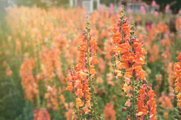 Antirrhinum Orange Flower Seeds | Snapdragon Seeds for Winter Blooming