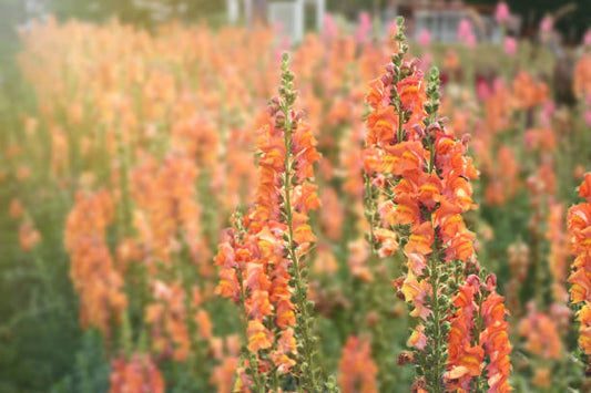 Antirrhinum Orange Flower Seeds | Snapdragon Seeds for Winter Blooming